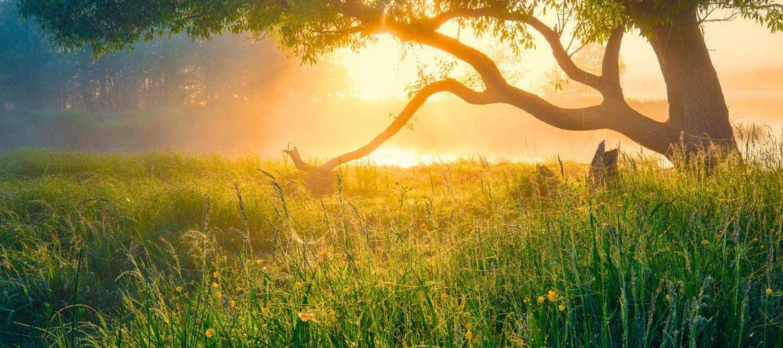 Why Plant-Powered Skincare is the Future (And How We’re Leading It)